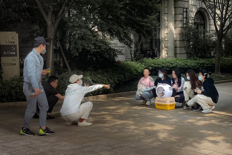Cat wedding, in the courtyard, during lockdown