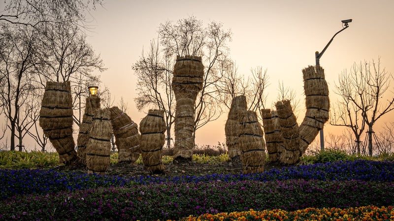 These palms, next to the Xiaohuangpu River in Qiantan Youcheng Park, are wrapped in straw for the winter.