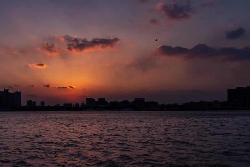Sunset, bird, over Xuhui