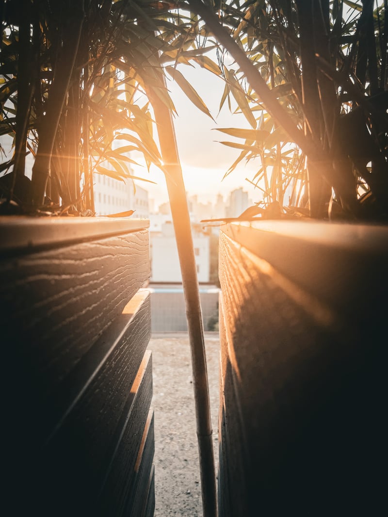 Photograph 1 from Rooftop Sunset